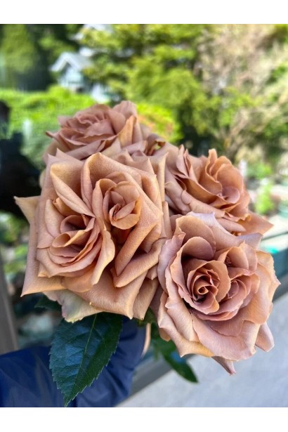 Hybrid tea rose Toffee